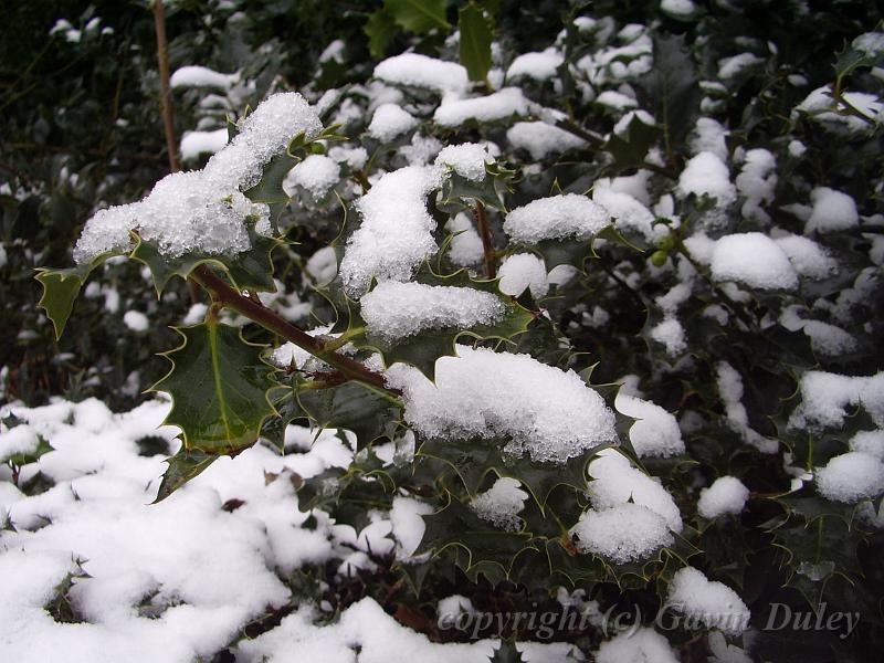 Holly in Snow, Greenwich Park IMGP7568.JPG